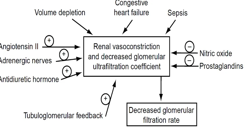 Gambar 2.6 Patofisiologi pre-renal azotemia (Blantz, 1998) 