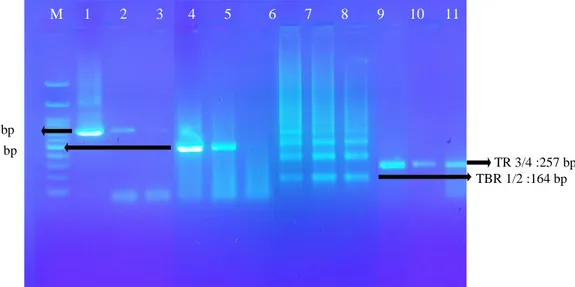 Gambar 1.  Hasil  PCR  kontrol  (T.evansi 10 6  parasit/ml  darah) dan  sampel  lapang  (darah  kerbau  Btn 11 dan Btn 12)