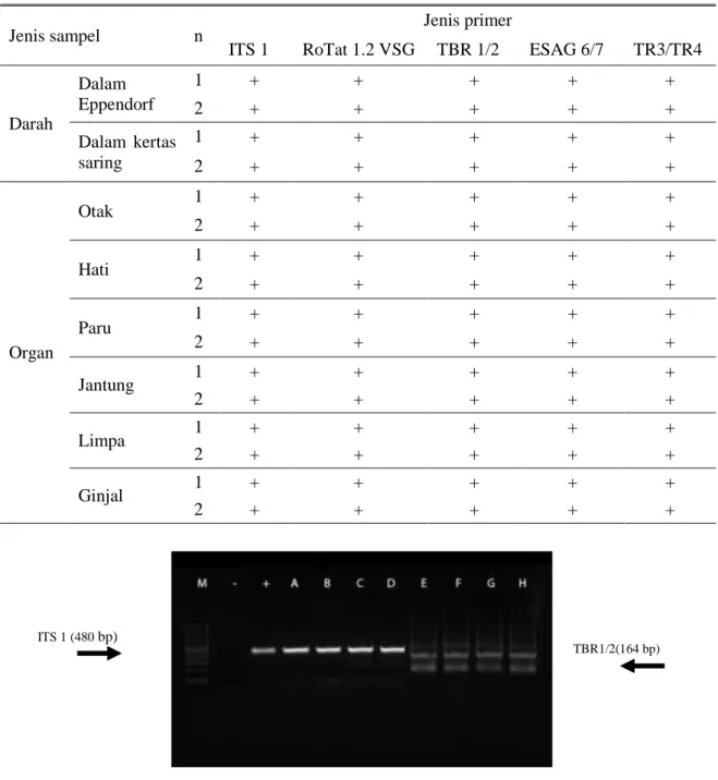 Tabel 2.  Hasil uji PCR pada jenis sampel yang berbeda dan diamplifikasi menggunakan lima set  primer 