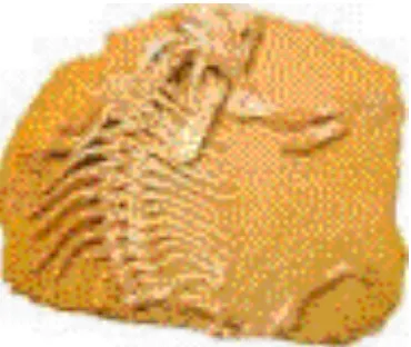 Gambar contoh fosil yang ditemukan utuh
