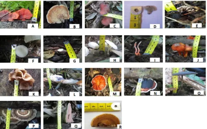 Gambar  2  Jenis-Jenis  Jamur  Makroskopis  yang  ditemukan  di  Hutan  Bayur,  Kabupaten 