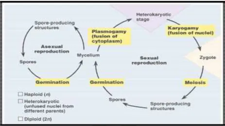 Gambar 2.4 Siklus reproduksi seksual dan aseksual jamur 