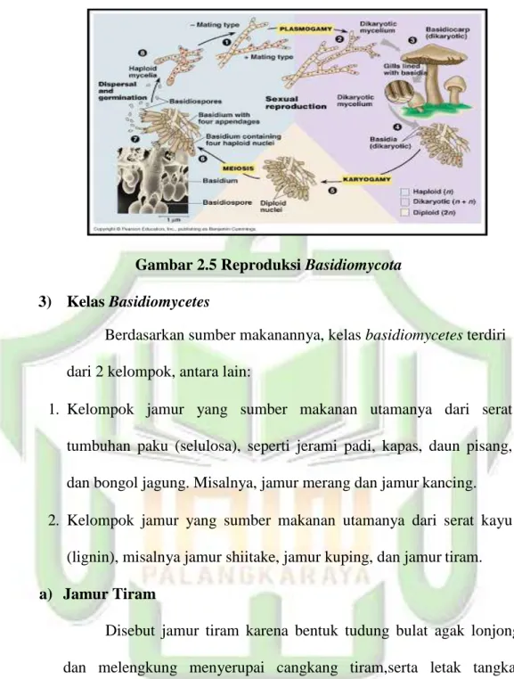 Gambar 2.5 Reproduksi Basidiomycota 