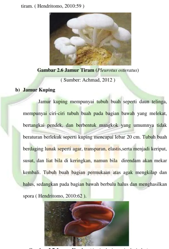 Gambar 2.6 Jamur Tiram (Pleurotus osteratus)                      ( Sumber: Achmad, 2012 ) 