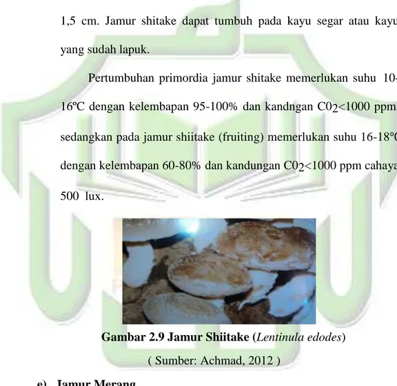Gambar 2.9 Jamur Shiitake (Lentinula edodes) 