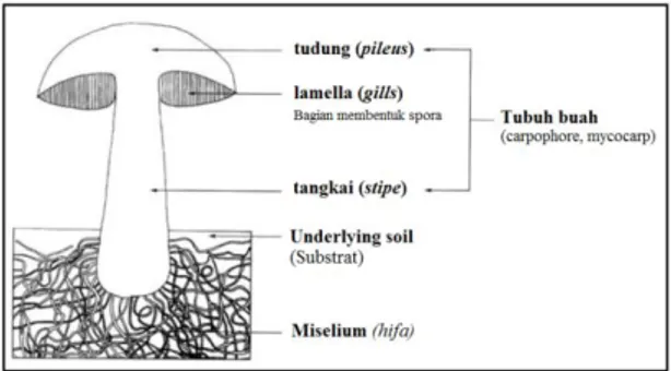 Gambar 2. 1 Struktur Jamur (Kalac, 2012)  2.2  Jamur Tiram Putih (Pleurotus ostreatus) 