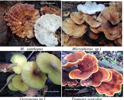 Gambar 5. Beberapa jenis jamur makro yang berperan sebagai pelapuk pada pohon, cabang dan ran-