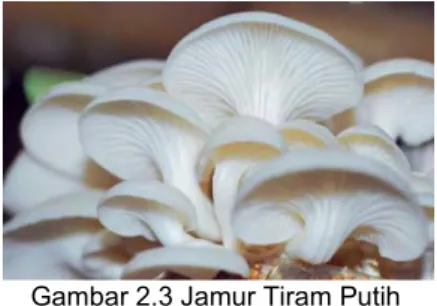 Gambar 2.3 Jamur Tiram Putih 