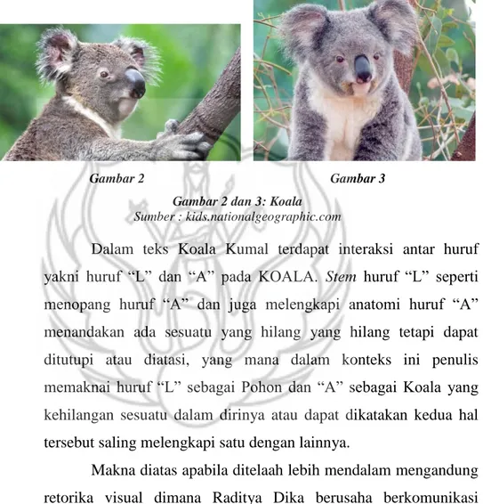 Gambar 2  Gambar 3  Gambar 2 dan 3: Koala 