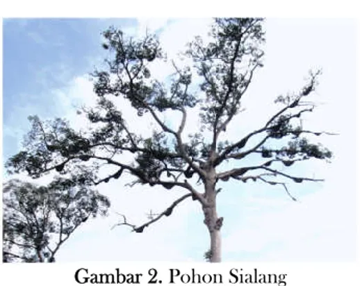 Gambar 2. Pohon Sialang  