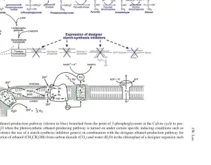 Fig. 4 (continued) ( duce ethanol directly from CO c ) Illustrates an ethanol-production pathway (shown in  blue ) branched from the point of 3-phosphoglycerate at the Calvin cycle to pro-2 and H 2 O when the photosynthetic ethanol-producing pathway is tur