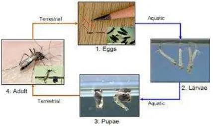 Gambar 2.2 Siklus hidup nyamuk Aedes aegypti (Sumber: Judarwanto, 2007) 