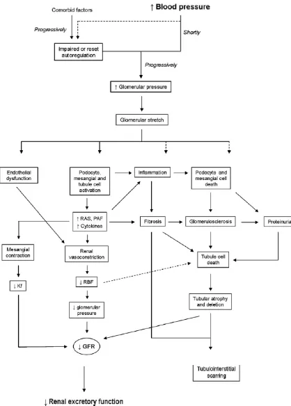 Gambar 4. Hipertensif nefropathy 