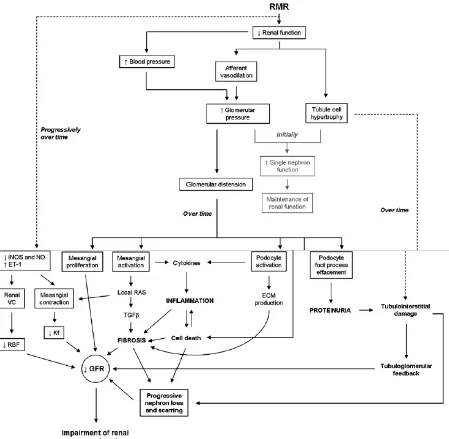 Gambar 6. Nefropaty kronik akibat Renal Mass Reduction (RMR) 