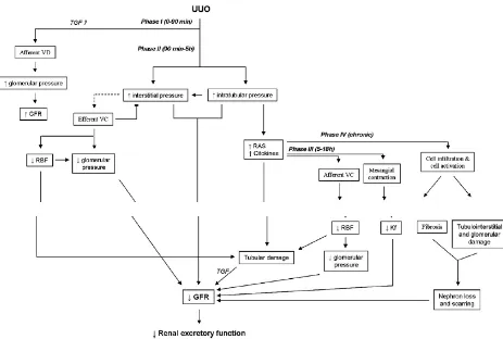 Gambar 7. Nefropaty akibat ureteral obstruction 