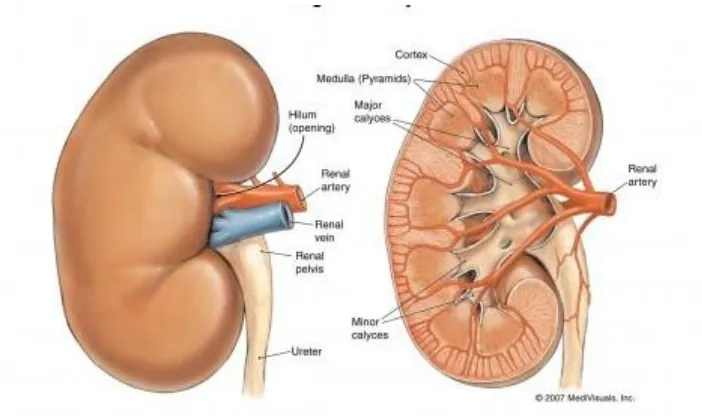 Gambar 1. Anatomi ginjal 