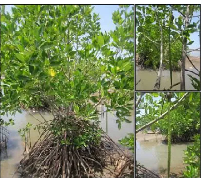 Gambar 6. Mangrove jenis Rhyzophora mucronata 