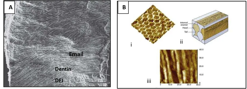 Gambar 2.1. A: Penyebaran email rods (Walters, 2008). B:  Mikrostruktur enamel yang menunjukkan susunan prisma enamel atau rods berbentuk keyhole pada gambar ii; Gambaran Atomic Force Microscopy (AFM) yang menunjukkan potongan melintang prisma pada gambar 