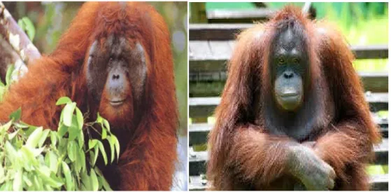Gambar 2.1 Orangutan Sumatera dan Orangutan Kalimantan. 16