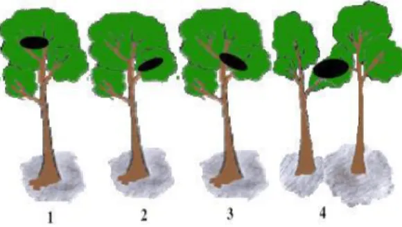 Gambar 6. Persentase Perbandingan Tinggi Sarang  Orangutan. 