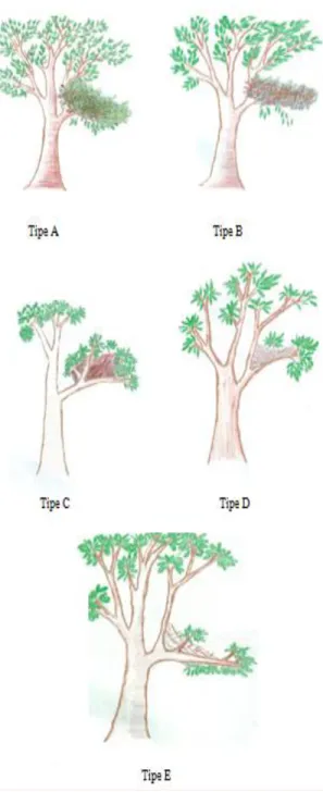 Gambar 10. Ilustrasi Tipe Sarang Orangutan. 