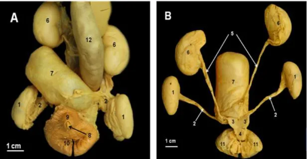 Gambar  2   Posisi in situ organ reproduksi jantan trenggiling (Manis javanica) setelah dikeluarkan dari tubuh,  tampak ventral (A) dan tampak dorsal (B) setelah saluran pencernaan dipisahkan