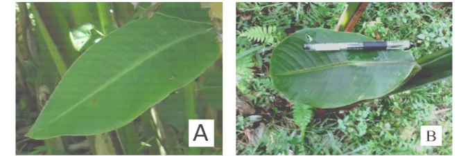 Gambar 10  Karakter bentuk daun Heliconia sp. (a) Lanset (b) Elip 