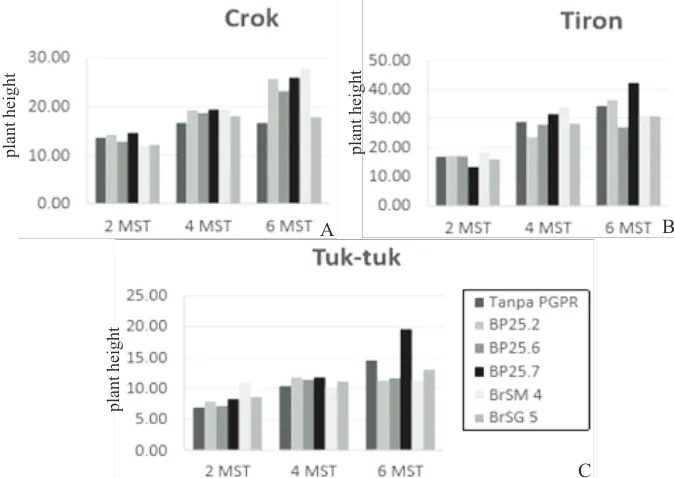 Figure 2. The number of leaves of shallot cultivar (A) Crok, (B) Tiron and (C) Tuk-tuk in two, four, and sixweeks after planting observations