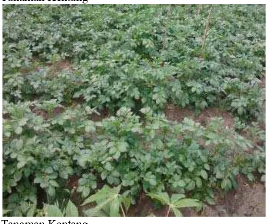Gambar 1. Kentang (Solanum tuberosum L.) 