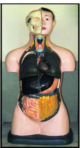 Gambar 1  Torso 
