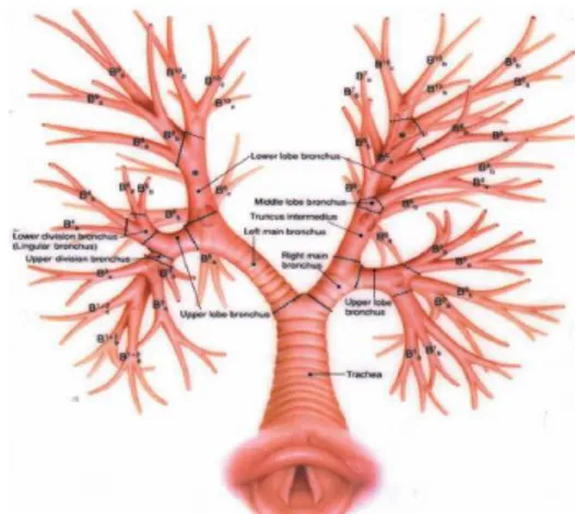 Gambar 1. Anatomi dari traktus trakeobronkial. 9 