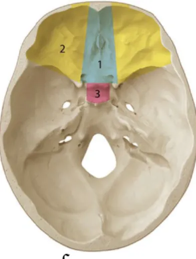 Gambar 9. Pembagian topografi fossa cranial anterior 1. Median, 2. Lateral, 3. Posterior