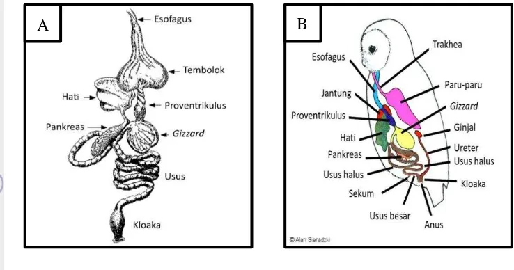 Gambar 2 Saluran pencernaan burung yang memiliki tembolok (A), dan saluran 