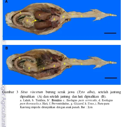 Gambar 3 Situs viscerum burung serak jawa (Tyto alba), setelah jantung 