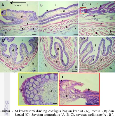 Gambar 7 Mikroanatomi dinding esofagus bagian kranial (A), medial (B) dan ’, B’, 