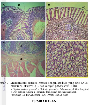Gambar 9  Mikroanatomi mukosa gizzard dengan kutikula yang tipis (A & B), 