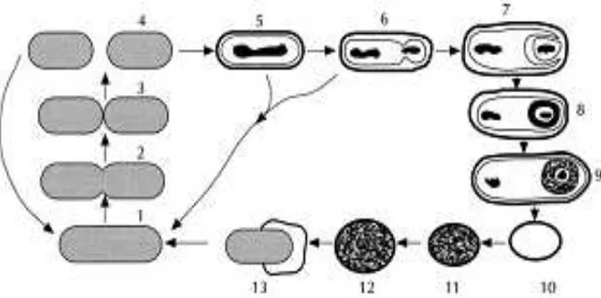 Gambar 2.1.1 Siklus sporulasi. (1–4) Multiplikasi sel, (5) Pembentukan filamen aksial, (6) Pembentukan septat, (7) Pembentukan prespora, (8) Pembentukan korteks, (9) Pembentukan mantel, (10) Spora bebas, (11) Germinasi diikuti dengan aktivasi, (12) Pembengkakan spora, (13) Pertumbuhan sel (Ray, 2004) 