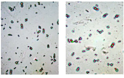 Gambar 4.3 Pengamatan Mikroskopis Hasil Pewarnaan Spora   Bacillus sp. BK17. Spora (berwarna hijau) dan Sel Vegetatif (berwarna merah) (Perbesaran 10x100) 