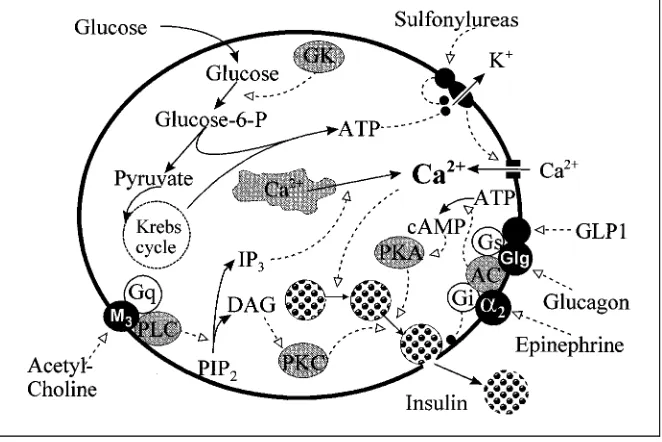 Fig. 1. Regulation of insulin secretion by thetriggering Ca inﬂux through the voltage-dependent Calates (through complex processes, not shown) insulin secretion