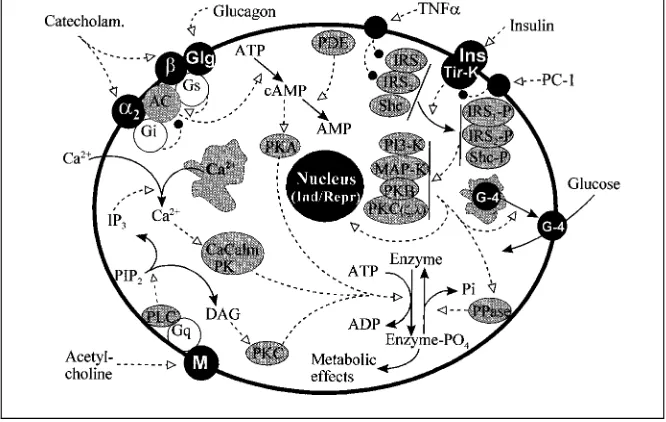 Fig. 2. Simpliﬁed representation of the mechanisms of action of insulin, glucagon,catecholamines (sympathetic activation) and acetylcholine (parasympathetic activation).(Continuous lines ending with black arrows indicate transformation or translocation ofsubstrates or ions; dotted lines ending with white arrows indicate stimulation; dotted linesending with ﬁlled circles indicate inhibition.)