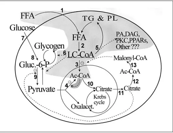 Fig. 3. Reciprocal inhibitory eﬀects between the metabolism of glucose and that of