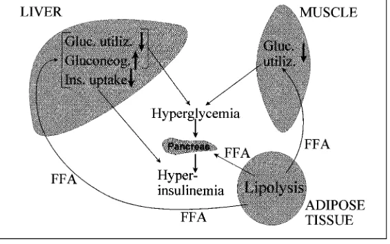Fig. 4. Scheme showing the metabolic eFFA, as occurs in obesity. In muscle: reduction of glucose utilization