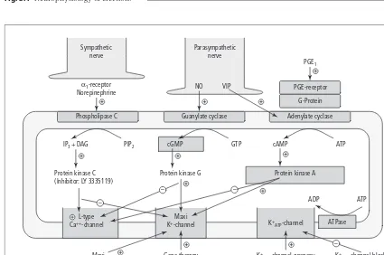 Fig. 3.4 Neurophysiology of erection.