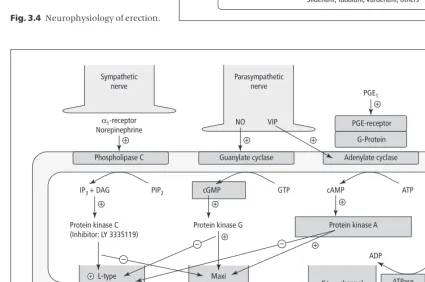 Fig. 3.4 Neurophysiology of erection.