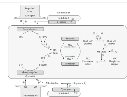 Fig. 3.6 The myosin light chain (MLC) kinase/phosphatase and RhoA/Rho-kinase pathway. Modiﬁed after Mills et al