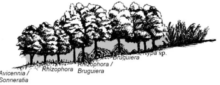 Gambar 2. Pola Zonasi Mangrove (Bengen, 2004) 