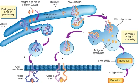 GAMBAR 6-12 mana molekul MHC di rakit. Di dalam ER, peptida antigenik terikat ke rantai Pengolahan Antigen