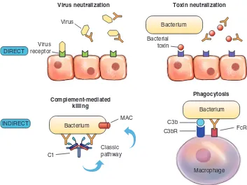 GAMBAR 6-5 Ikatan Antigen-Antibodi. CH, rantai berat bagian yang 