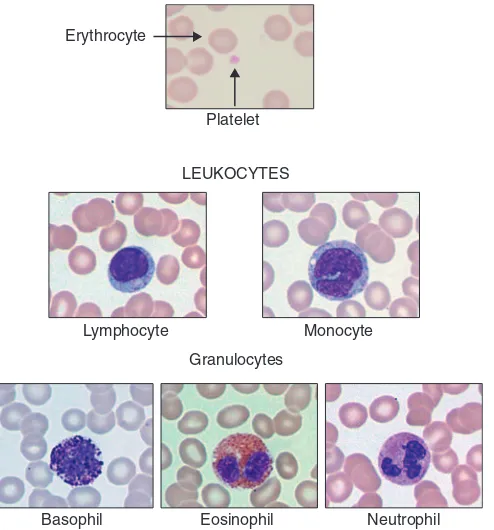 GAMBAR 5-5 Komponen-komponen Seluler Darah. Sel-sel dalam darah dapat diklasiﬁkasikan ke dalam sel-seldarah merah (eritrosit), fragmen-fragmen sel (trombosit), atau sel-sel darah putih (leukosit)