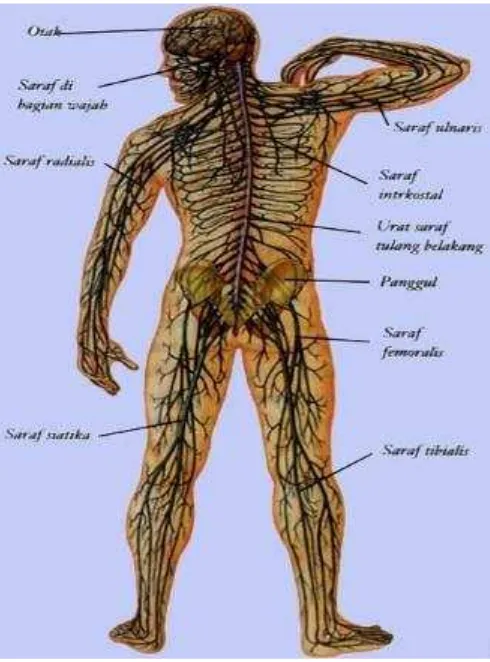 Gambar 2.2. Jaringan saraf pada tulang tubuh. (sumber: John Gibson, Anatomi Modern) 